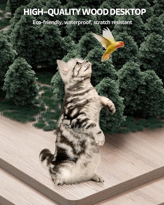 SIAGO Electric Standing Desk Adjustable - 55 x 24 Inch Sit Stand up Desk with Cable Management - 3 Memory Preset Adjustable Height Table