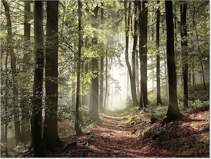 DesignArt Oversized Canvas Wall Art Décor - Green Fall Forest with Sun Rays - Forest Nature Wall Art Decor Sunshine Through Forest and Road Canvas Pictures - 30" x 40"